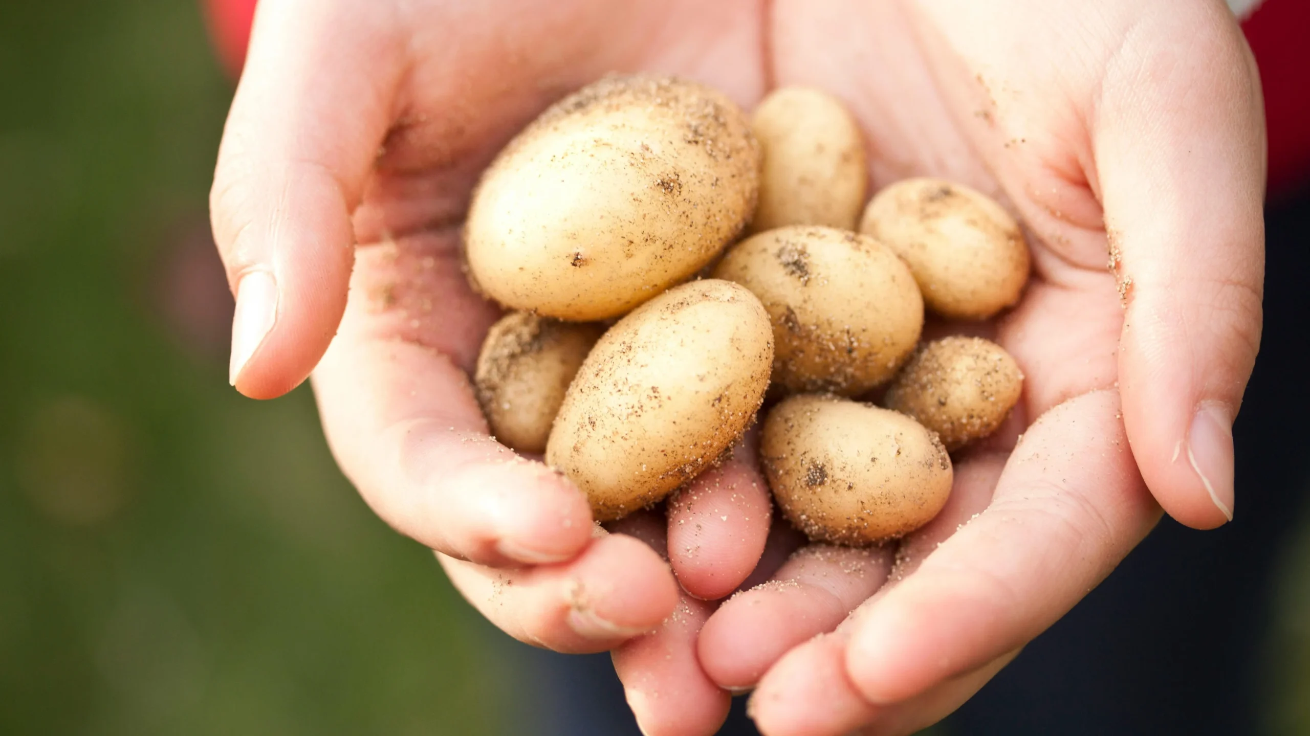 aardappelen